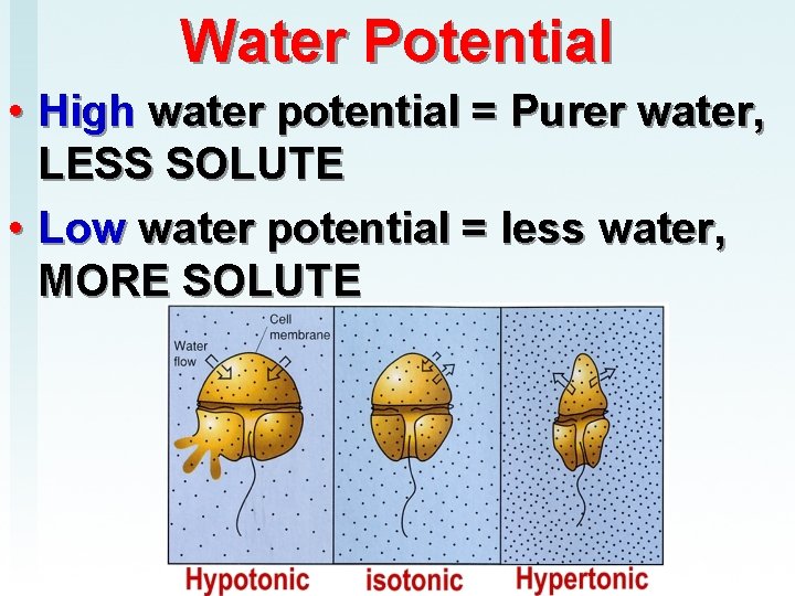 Water Potential • High water potential = Purer water, LESS SOLUTE • Low water