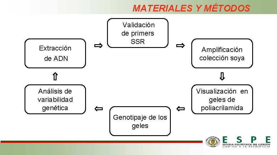 MATERIALES Y MÉTODOS Extracción Validación de primers SSR de ADN Amplificación colección soya Análisis