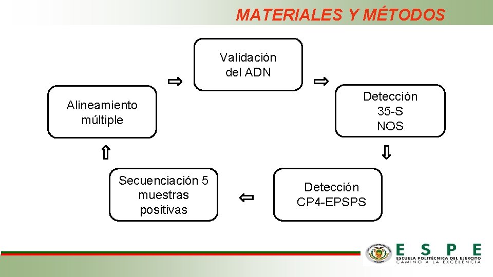 MATERIALES Y MÉTODOS Validación del ADN Alineamiento múltiple Secuenciación 5 muestras positivas Detección 35