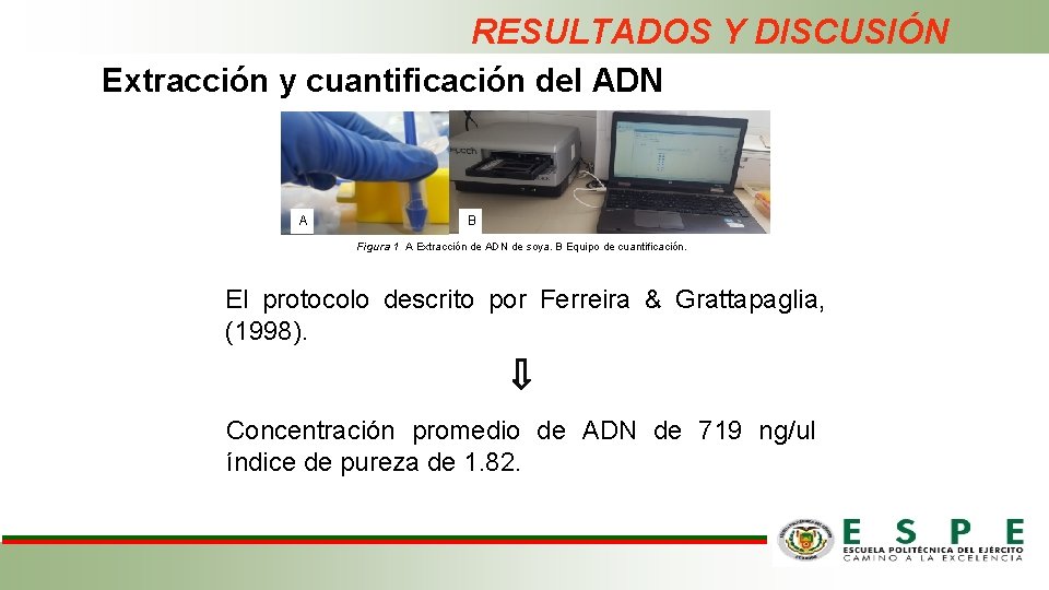 RESULTADOS Y DISCUSIÓN Extracción y cuantificación del ADN A B Figura 1 A Extracción