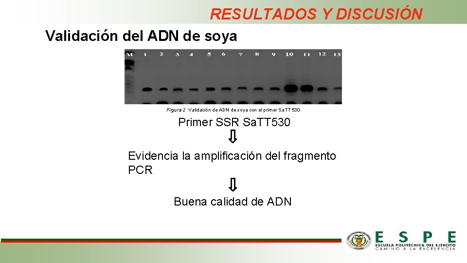 RESULTADOS Y DISCUSIÓN Validación del ADN de soya Figura 2 Validación de ADN de