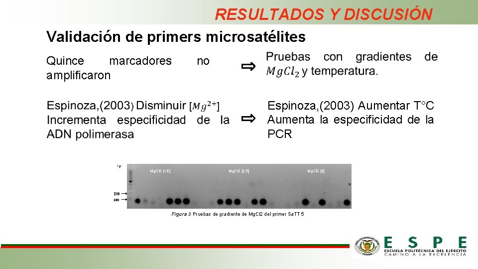 RESULTADOS Y DISCUSIÓN Validación de primers microsatélites Quince marcadores amplificaron no Espinoza, (2003) Aumentar