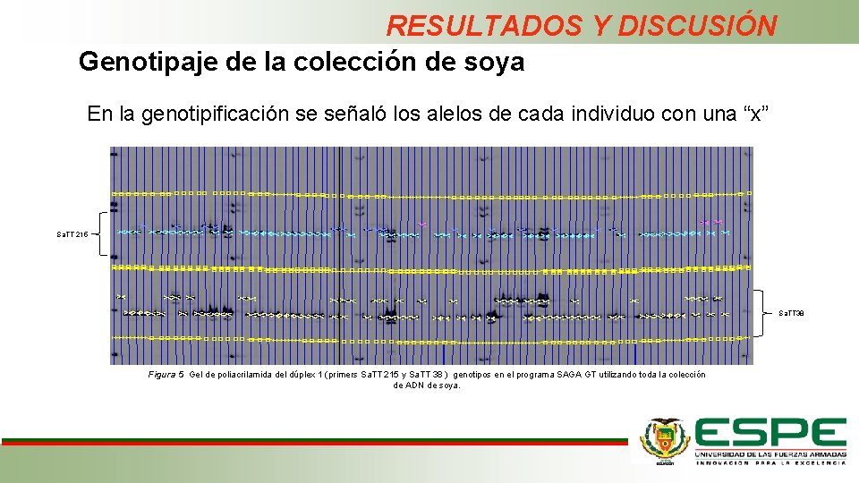 RESULTADOS Y DISCUSIÓN Genotipaje de la colección de soya En la genotipificación se señaló
