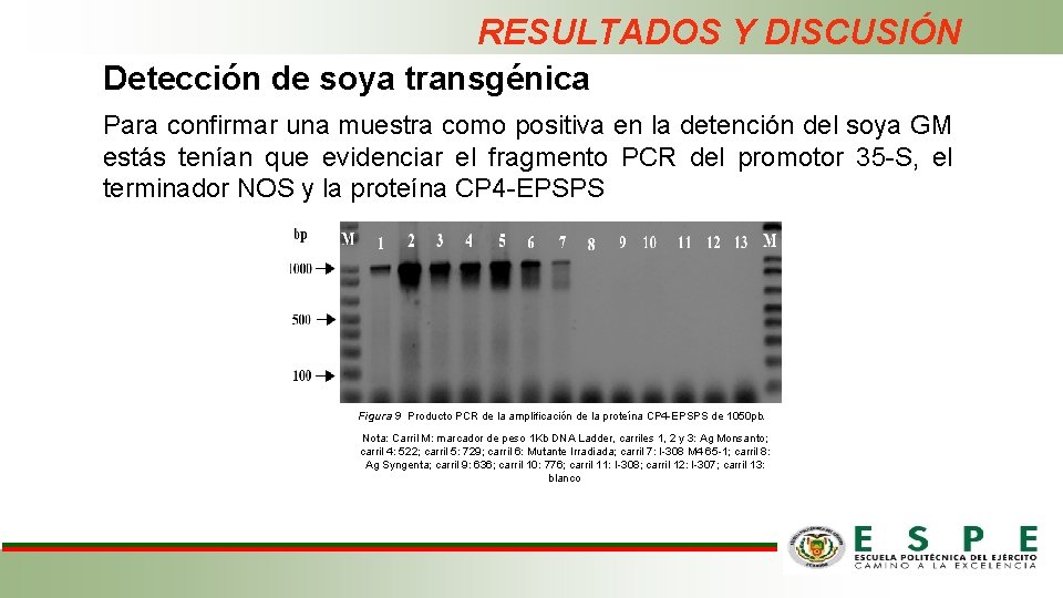 RESULTADOS Y DISCUSIÓN Detección de soya transgénica Para confirmar una muestra como positiva en