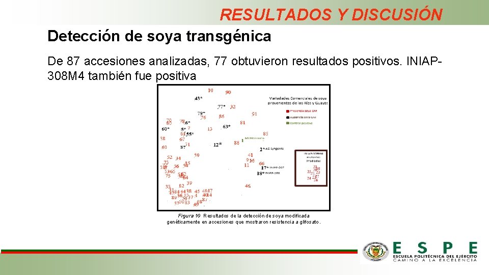 RESULTADOS Y DISCUSIÓN Detección de soya transgénica De 87 accesiones analizadas, 77 obtuvieron resultados