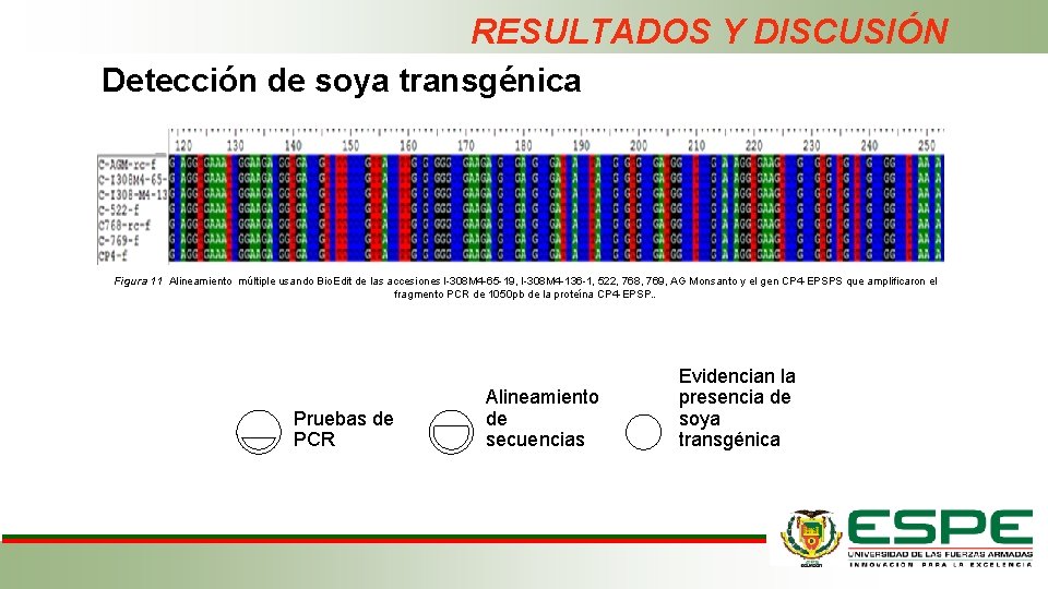 RESULTADOS Y DISCUSIÓN Detección de soya transgénica Figura 11 Alineamiento múltiple usando Bio. Edit