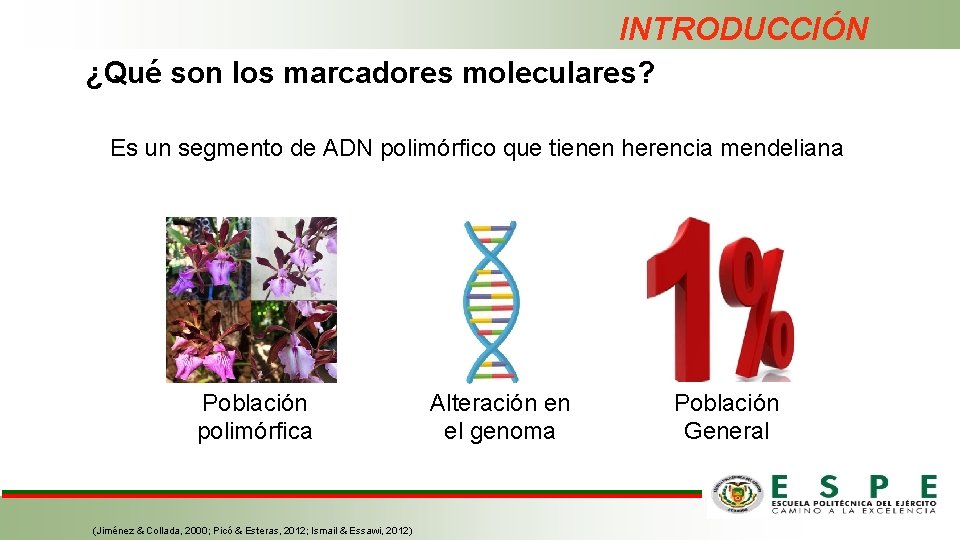 INTRODUCCIÓN ¿Qué son los marcadores moleculares? Es un segmento de ADN polimórfico que tienen