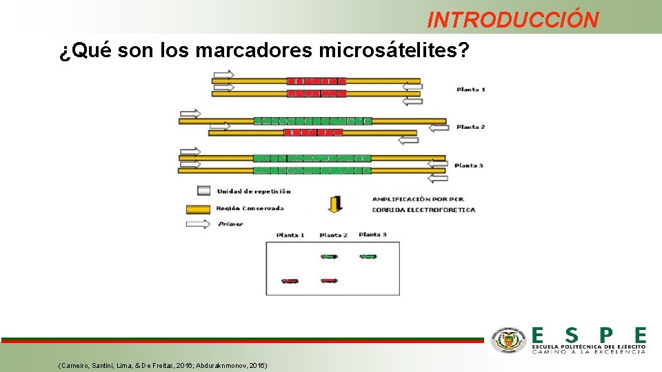 INTRODUCCIÓN ¿Qué son los marcadores microsátelites? (Carneiro, Santini, Lima, & De Freitas, 2016; Abduraknmonov,