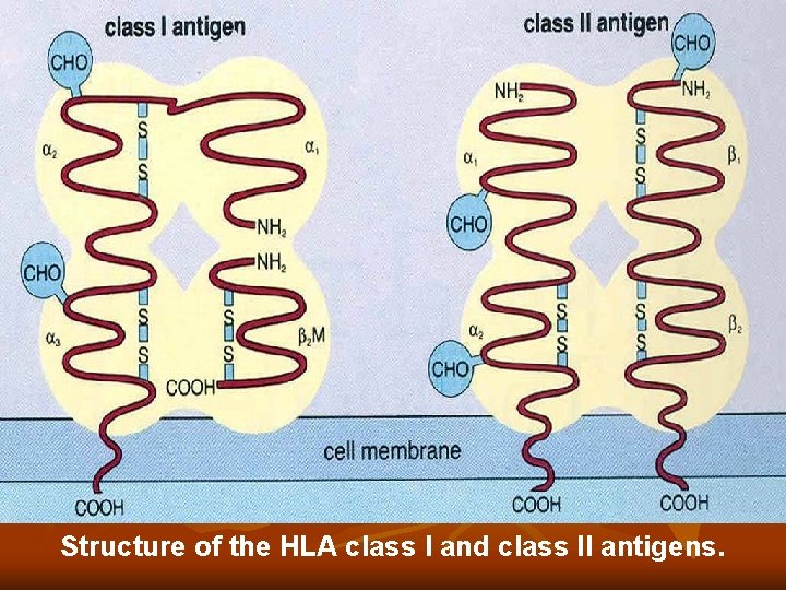 Structure of the HLA class I and class II antigens. Structure of the HLA class I and class II antigens.