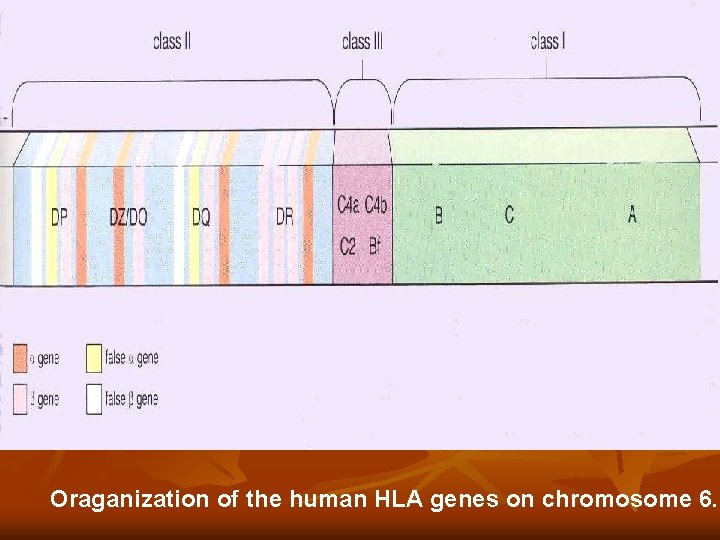 Oraganization of the human HLA genes on chromosome 6. Oraganization of the human HLA genes on chromosome 6.