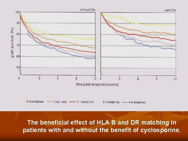 The beneficial effect of HLA B and DR matching in patients with and without The beneficial effect of HLA B and DR matching in patients with and without