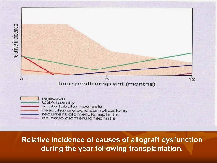 Relative incidence of causes of allograft dysfunction during the year following transplantation. Relative incidence of causes of allograft dysfunction during the year following transplantation.
