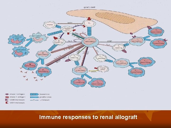 Immune responses to renal allograft Immune responses to renal allograft