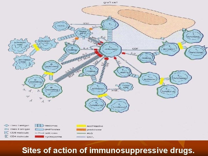 Sites of action of immunosuppressive drugs. Sites of action of immunosuppressive drugs.