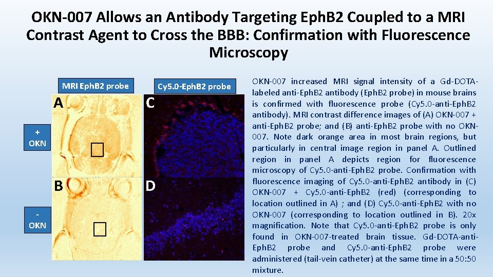 OKN-007 Allows an Antibody Targeting Eph. B 2 Coupled to a MRI Contrast Agent