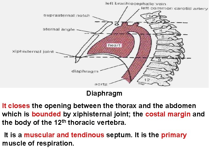 Diaphragm It closes the opening between the thorax and the abdomen which is bounded