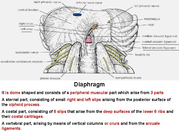 Diaphragm It is dome shaped and consists of a peripheral muscular part which arise