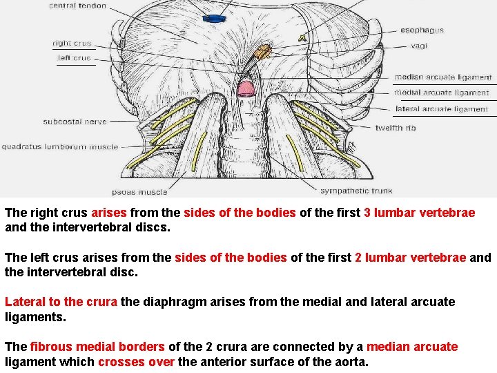 The right crus arises from the sides of the bodies of the first 3