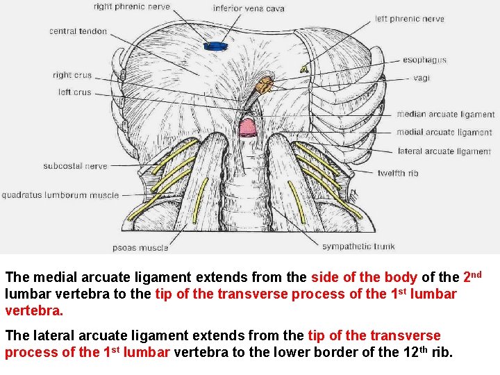 The medial arcuate ligament extends from the side of the body of the 2