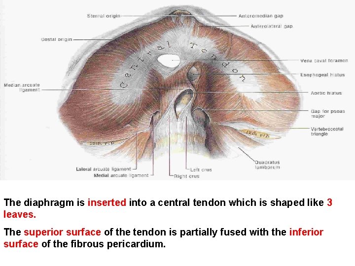 The diaphragm is inserted into a central tendon which is shaped like 3 leaves.