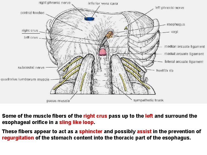 Some of the muscle fibers of the right crus pass up to the left
