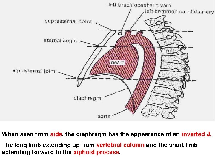 When seen from side, the diaphragm has the appearance of an inverted J. The