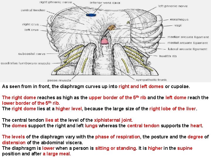 As seen from in front, the diaphragm curves up into right and left domes