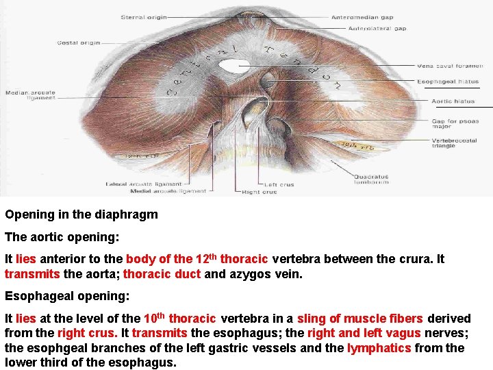 Opening in the diaphragm The aortic opening: It lies anterior to the body of