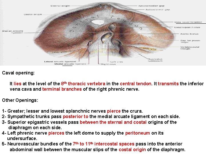 Caval opening: It lies at the level of the 8 th thoracic vertebra in