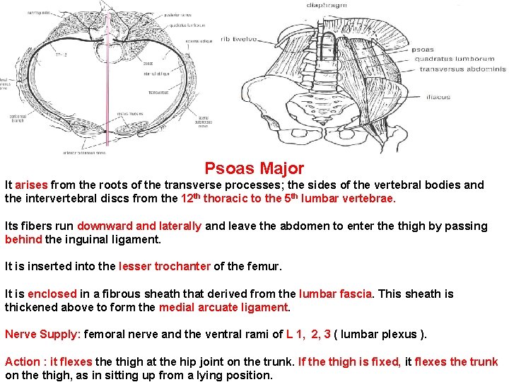 Psoas Major It arises from the roots of the transverse processes; the sides of