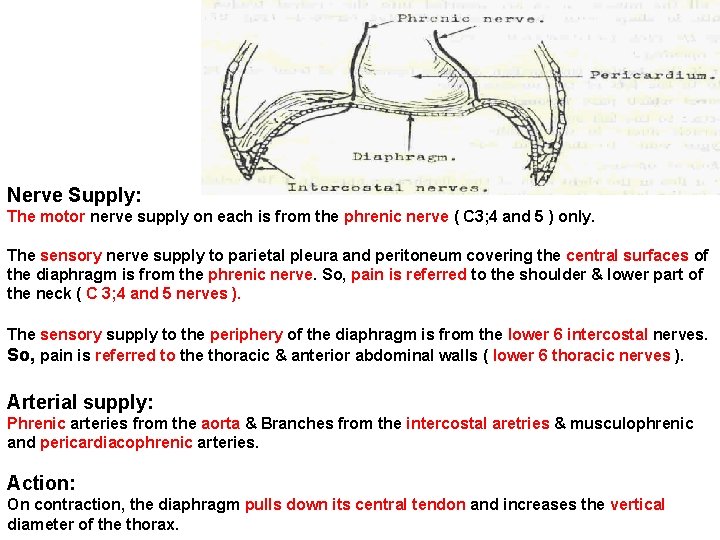 Nerve Supply: The motor nerve supply on each is from the phrenic nerve (