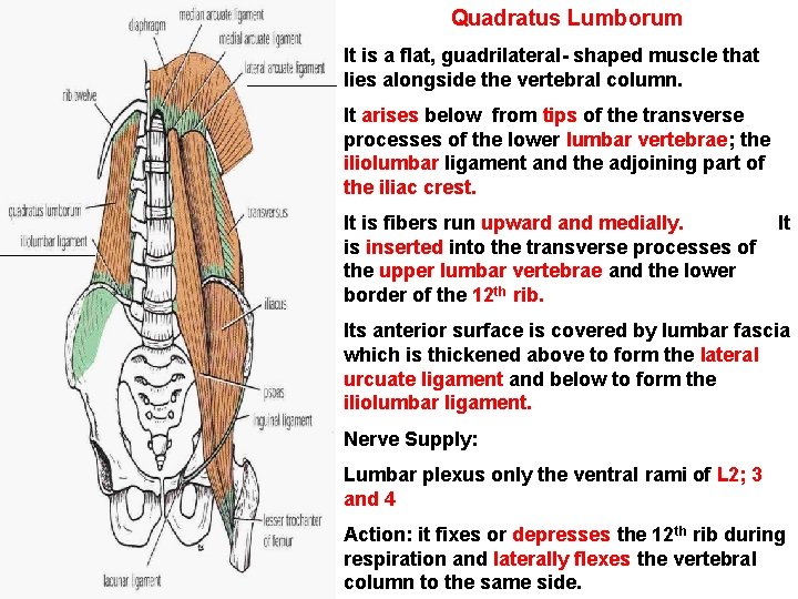 Quadratus Lumborum It is a flat, guadrilateral- shaped muscle that lies alongside the vertebral