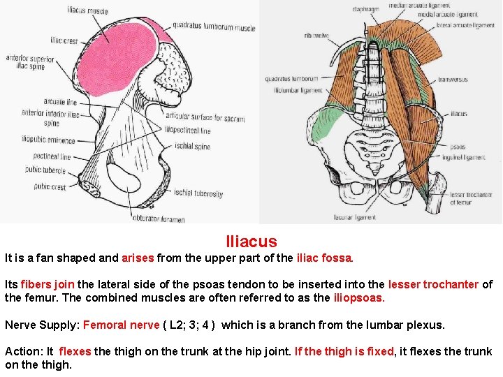 Iliacus It is a fan shaped and arises from the upper part of the