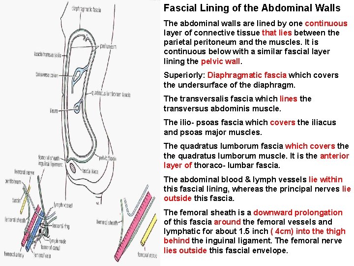 Fascial Lining of the Abdominal Walls The abdominal walls are lined by one continuous