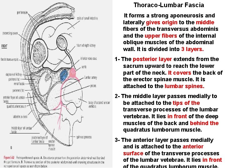 Thoraco-Lumbar Fascia It forms a strong aponeurosis and laterally gives origin to the middle