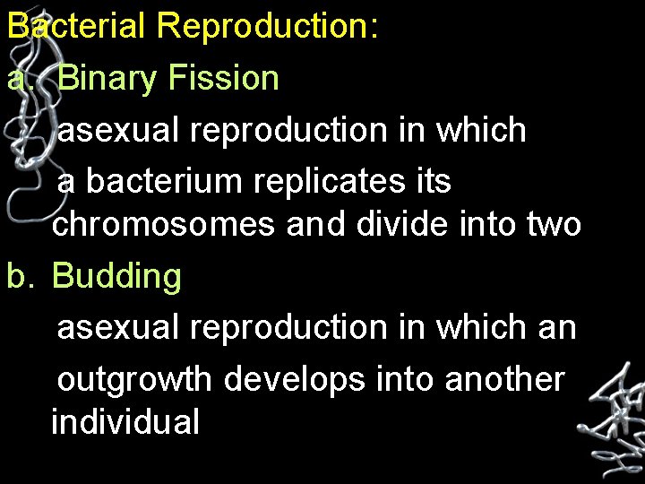 Bacterial Reproduction: a. Binary Fission asexual reproduction in which a bacterium replicates its chromosomes