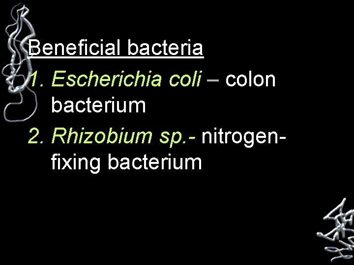 Beneficial bacteria 1. Escherichia coli – colon bacterium 2. Rhizobium sp. - nitrogenfixing bacterium