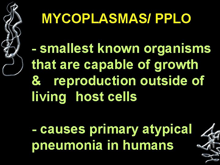 MYCOPLASMAS/ PPLO - smallest known organisms that are capable of growth & reproduction outside