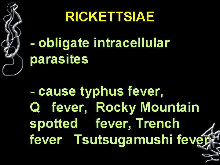 RICKETTSIAE - obligate intracellular parasites - cause typhus fever, Q fever, Rocky Mountain spotted
