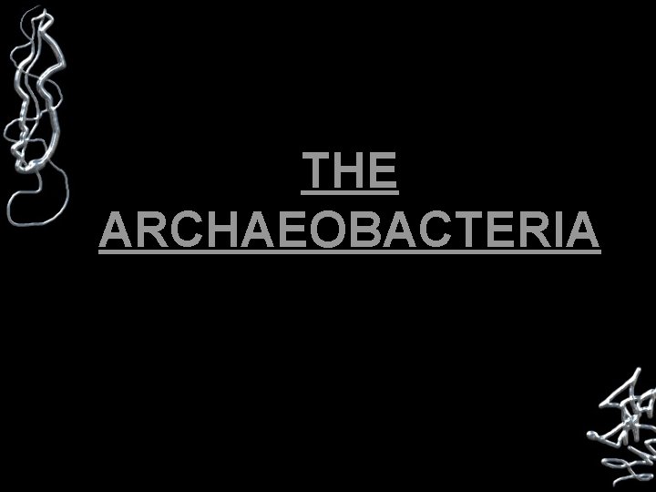 THE ARCHAEOBACTERIA 