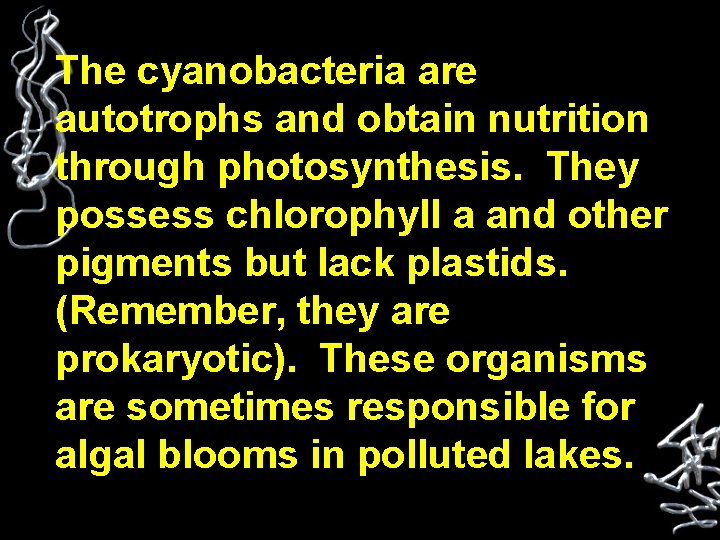 The cyanobacteria are autotrophs and obtain nutrition through photosynthesis. They possess chlorophyll a and