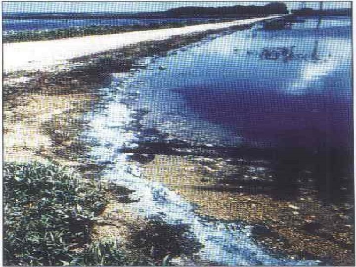  Figure 3. Blue-green algae washed ashore on a small pond, 1994. 