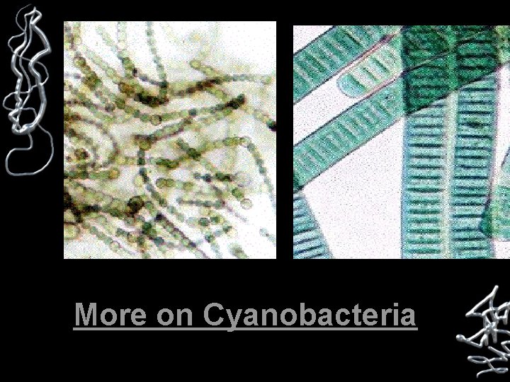 More on Cyanobacteria 