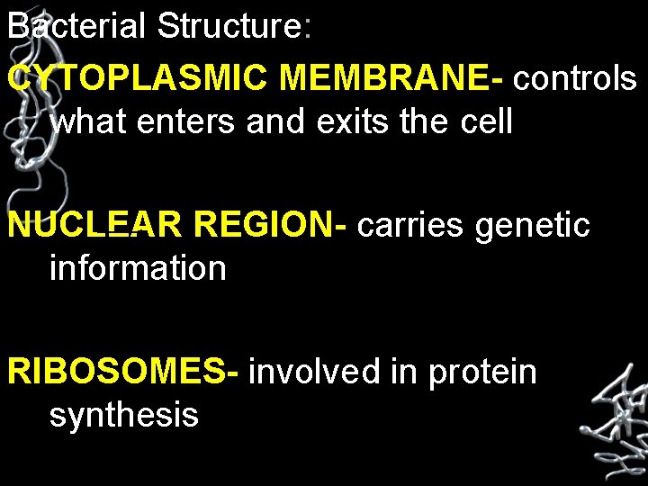 Bacterial Structure: CYTOPLASMIC MEMBRANE- controls what enters and exits the cell NUCLEAR REGION- carries