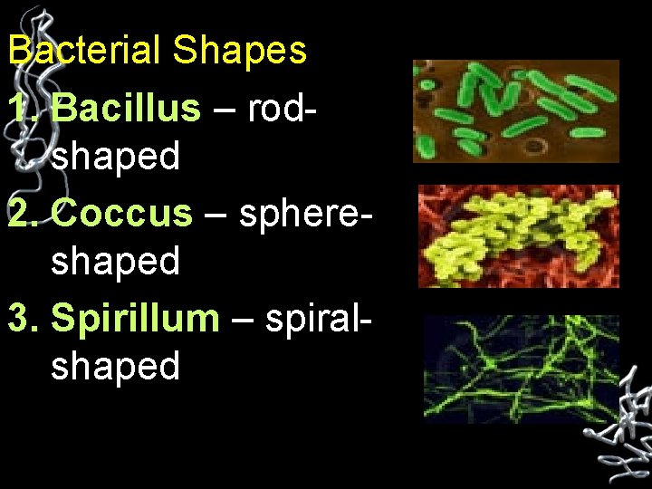 Bacterial Shapes 1. Bacillus – rodshaped 2. Coccus – sphereshaped 3. Spirillum – spiralshaped