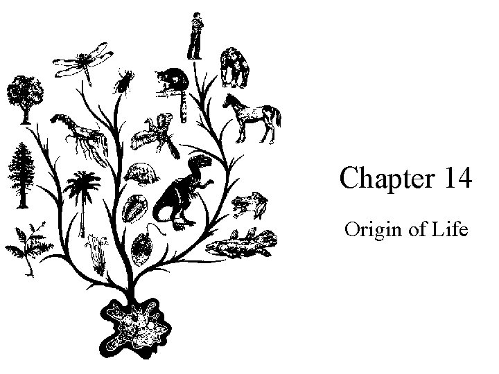 Chapter 14 Origin of Life 