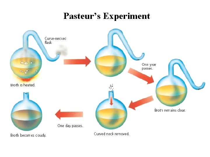 Pasteur’s Experiment 