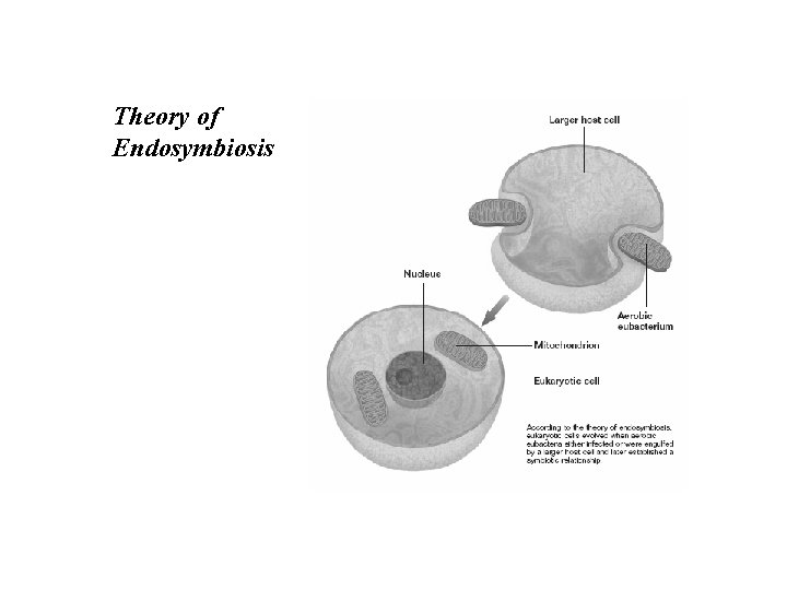 Theory of Endosymbiosis 