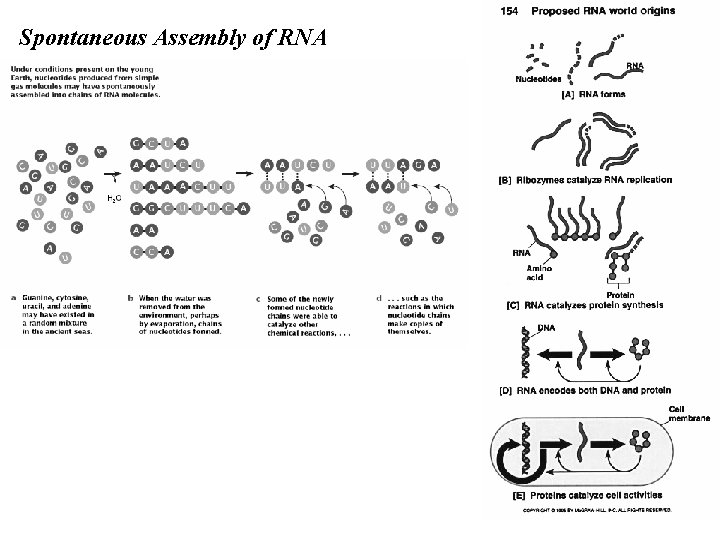 Spontaneous Assembly of RNA 