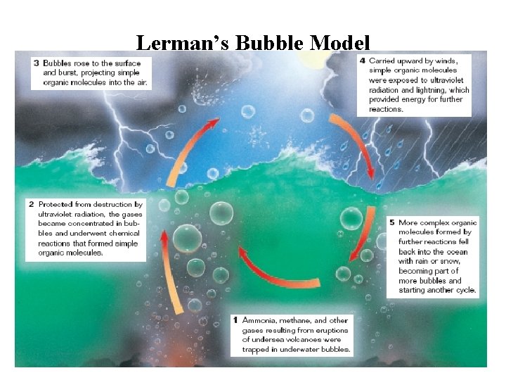 Lerman’s Bubble Model 